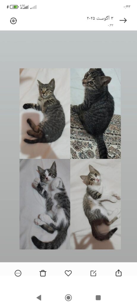 4 عدد بچه گربه