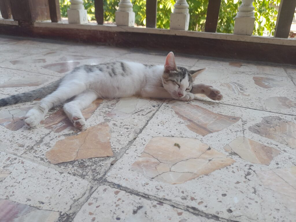 واگذاری ۶ عدد بچه گربه