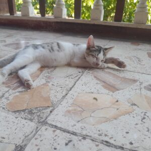 واگذاری ۶ عدد بچه گربه