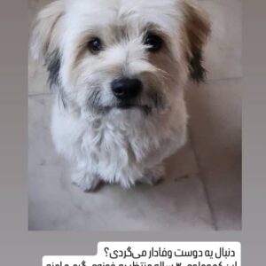 واگذاری رایگان سگ آپارتمانی