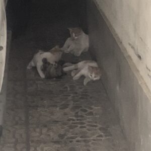 واگذاری ۴ تا بچه گربه