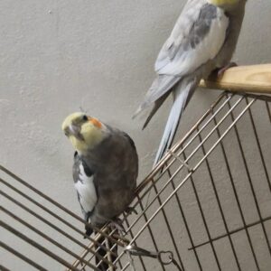 عروس هلندی گم شده