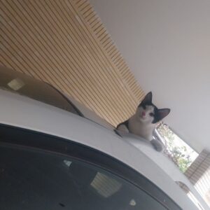 سه گربه بازیگوش و ناز