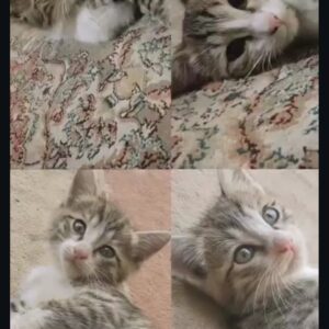 بچه گربه حرف گوش کن