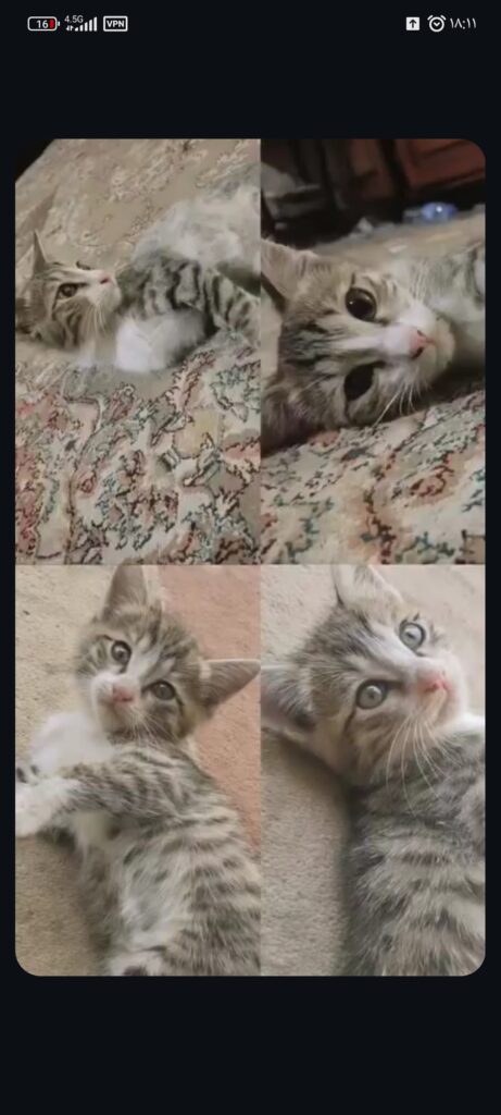 بچه گربه حرف گوش کن