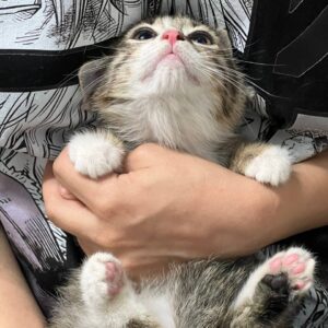 واگذاری بچه گربه