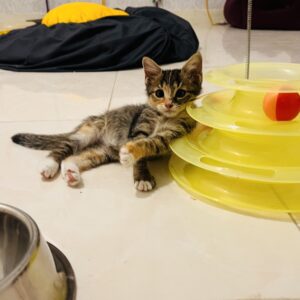 واگذارى بچه گربه