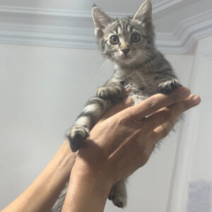 شیباتو، دخمل خیلی خیلی کووووچک