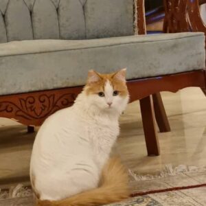 واگذاری گربه DLh