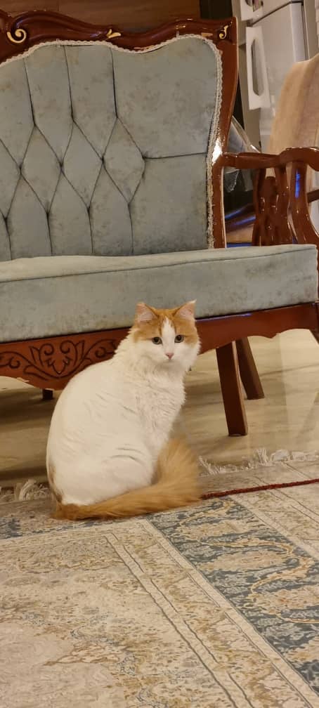 واگذاری گربه DLh