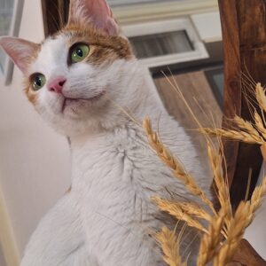 واگذاری گربه