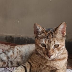 گربه بازیگوش و مهربان