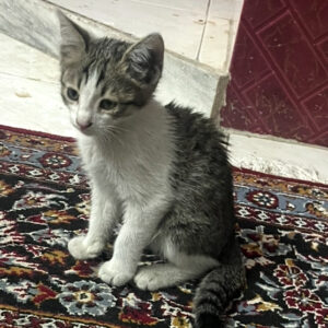 بچه گربه کیوت سه ماهه