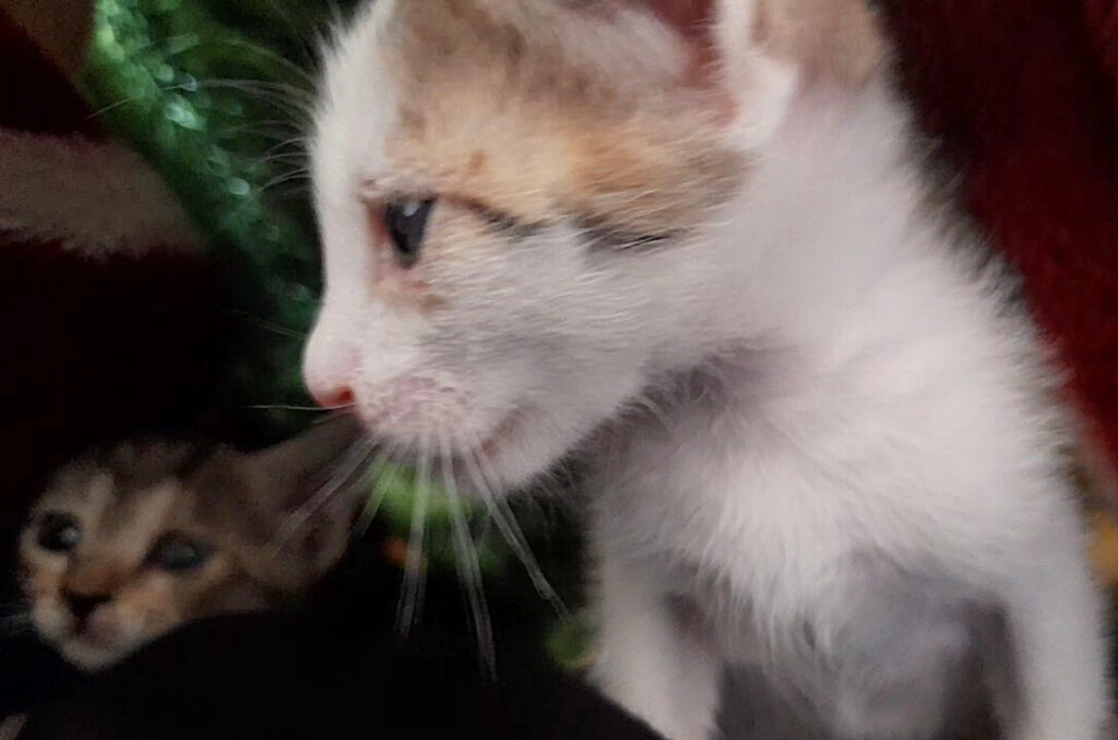 گربه نر دو ماهه