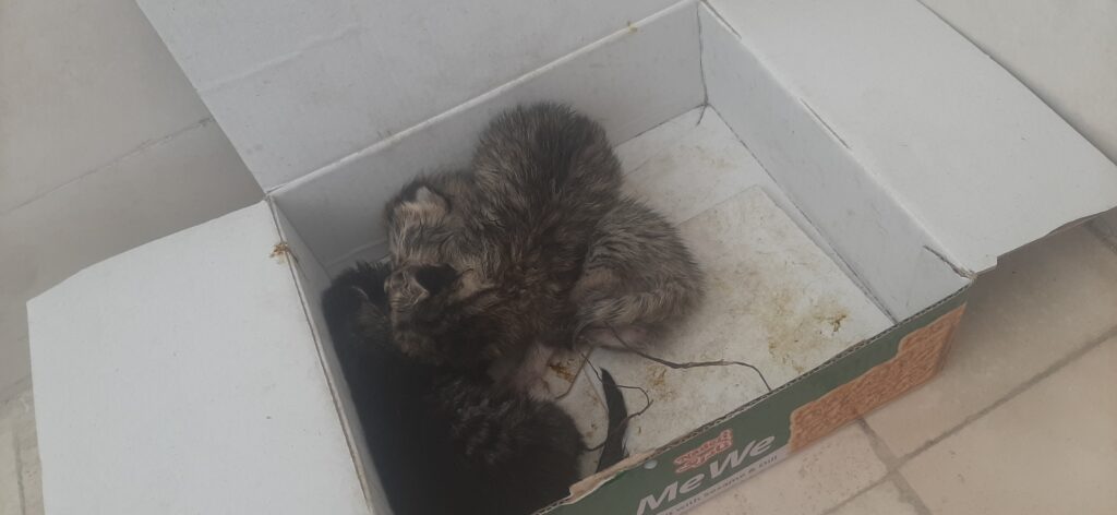 واگذاری بچه گربه