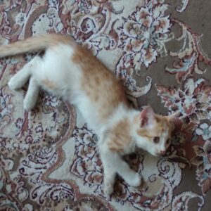 واگذاری گربه بازیگوش و دوست داشتنی
