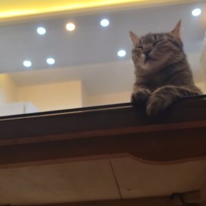 گربه dsh