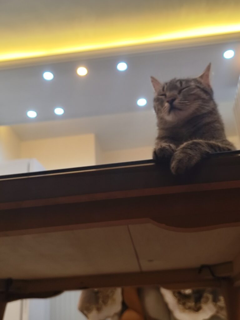 گربه dsh