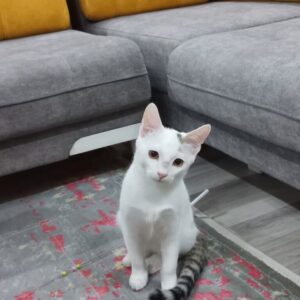 آقا رابیت به شدت مودب