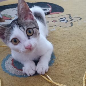 واگذاری بچه گربه تنها