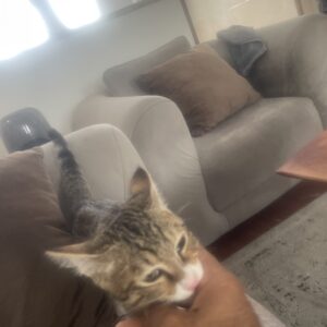 گربه dsl ۵ ماهه