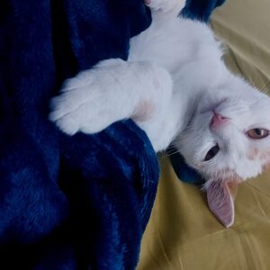 واگذاری گربه ۴ ماهه