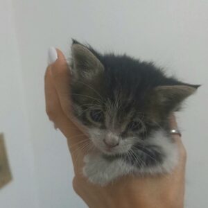 بچه گربه حدودا ۴ هفته