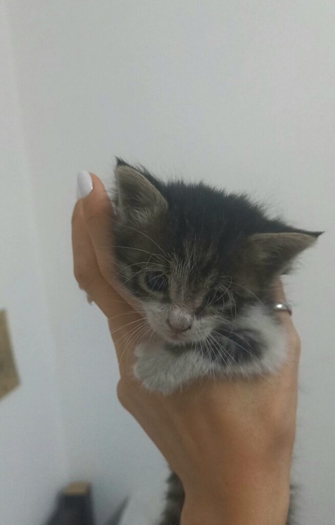 بچه گربه حدودا ۴ هفته