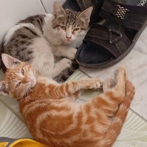 دو بچه گربه