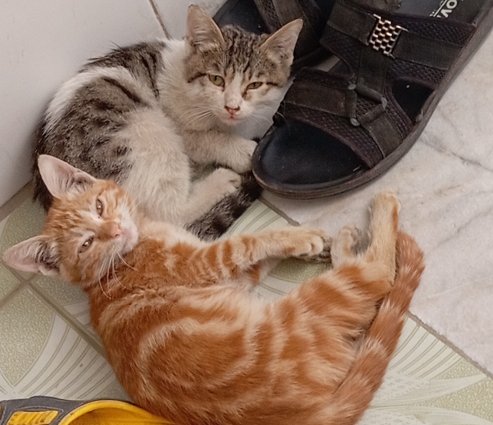 دو بچه گربه