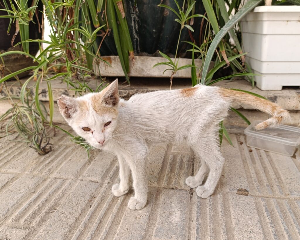 واگذاری بچه گربه