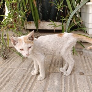 واگذاری بچه گربه