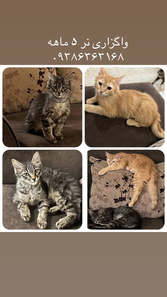 واگزاری داداشی ها