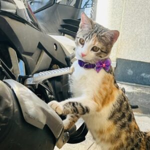 سه گربه ناز و بازیگوش