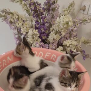واگذاری ۴ تا بچه گربه