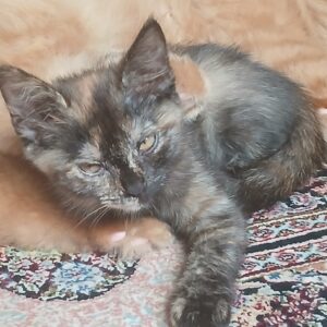 دوتا گربه