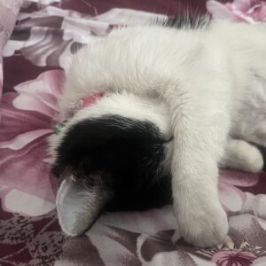 فرحناز😻