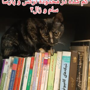 گربه dsh گمشده