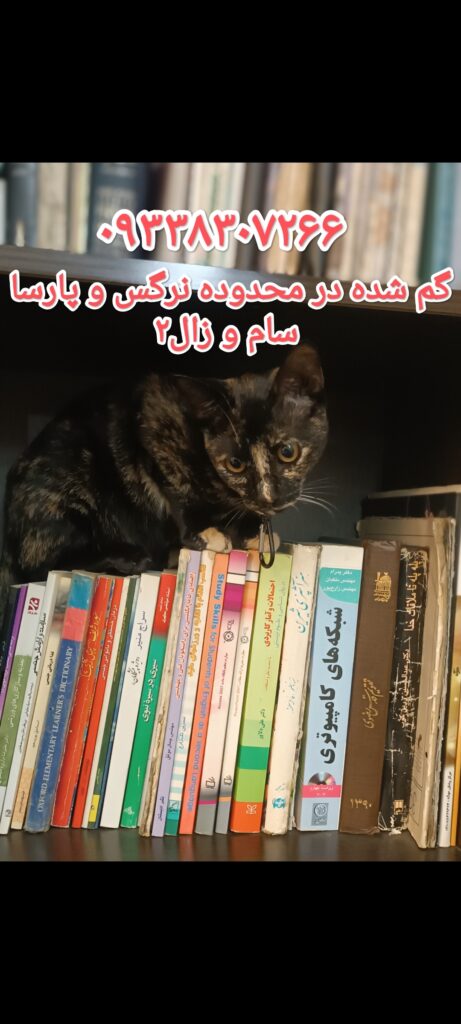 گربه dsh گمشده