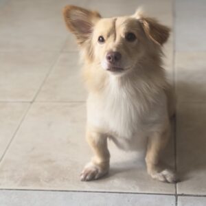 سگ بنام بلا Bella گمشده