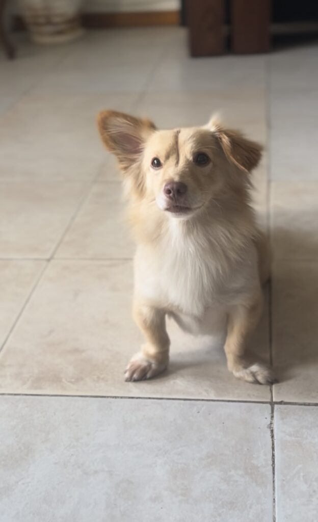 سگ بنام بلا Bella گمشده