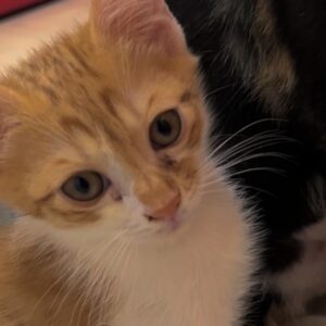 گربه کوچولوی مهربون