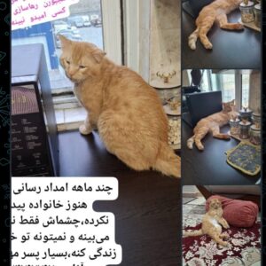 گربه dsh