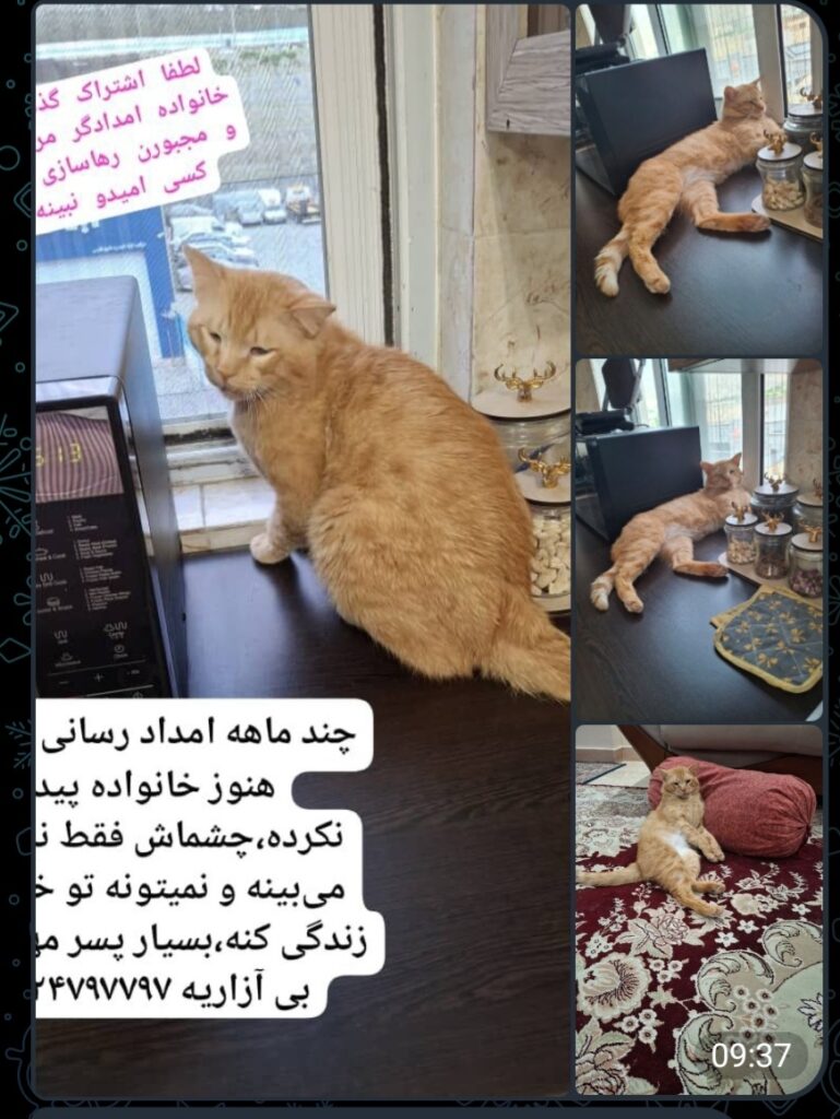 گربه dsh