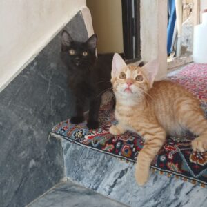 واگذاری ۴ گربه ۳ ماهه