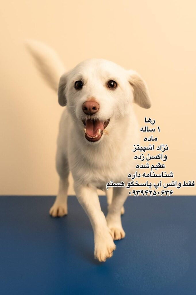 دختر یک ساله اشپیتز