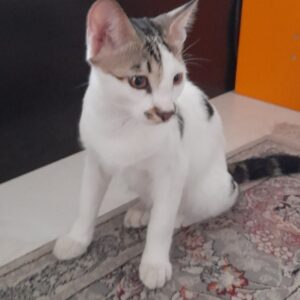 واگذاری رایگان یک بچه گربه ی نَر چهار ماهه