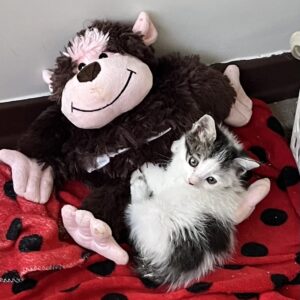 بچه گربه امداد شده