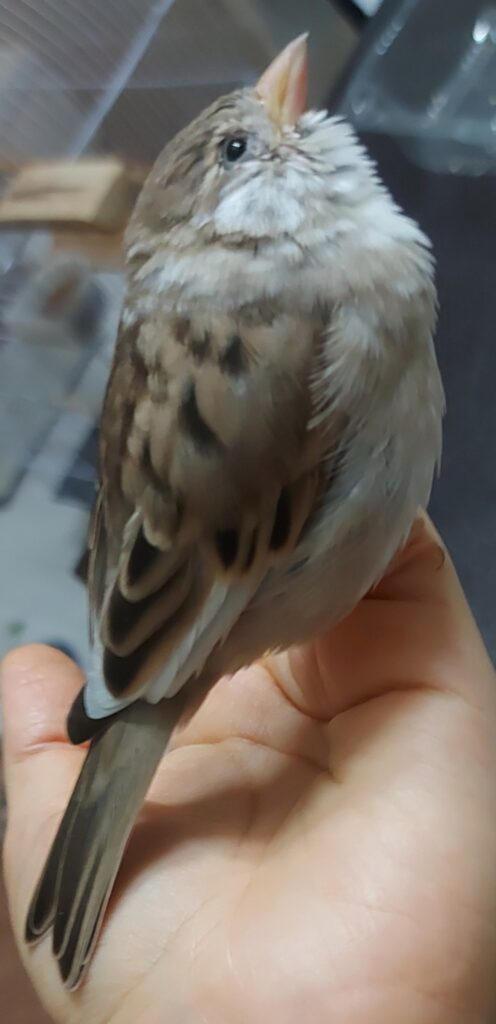 یک عدد گنجشک خانگی گم شده