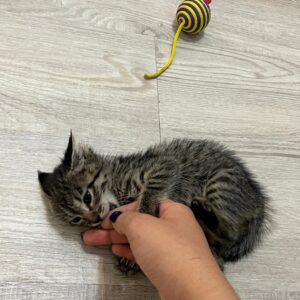 واگذاری بچه گربه زیبا